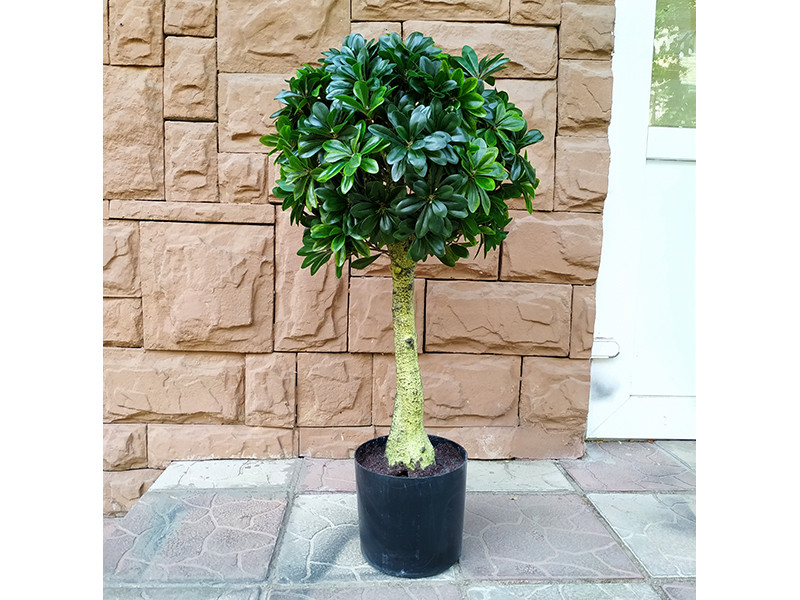 Искусственное растение Pittisporum Topiary 90 - фото 1 - id-p210505298