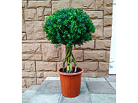 Искусственное растение Boxwood Topiary 90