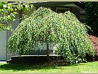 Береза плакучая Юнги (Betula pendula "Youngii")