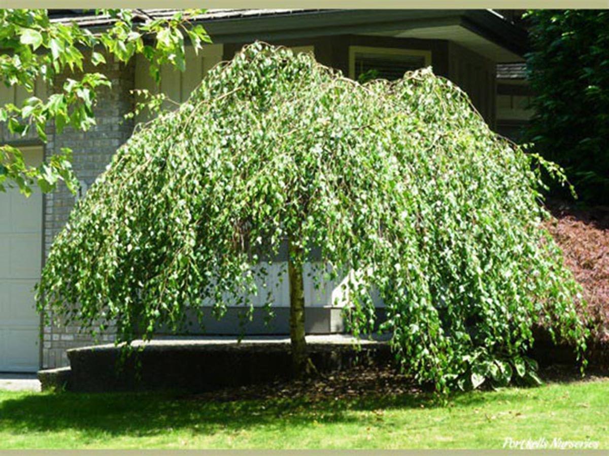 Береза плакучая Юнги (Betula pendula "Youngii") - фото 1 - id-p210644055