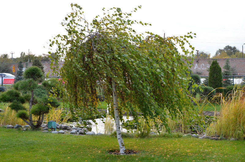 Береза плакучая Юнги (Betula pendula "Youngii") - фото 2 - id-p210644055