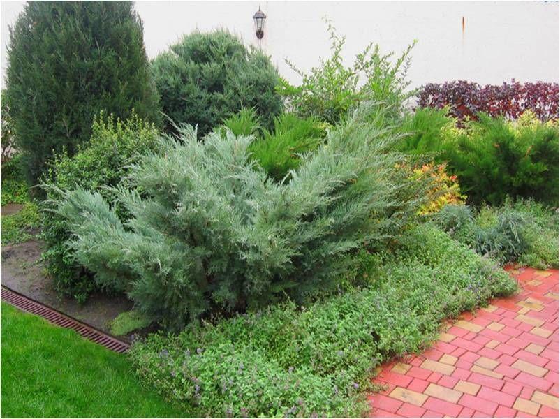 Можжевельник виргинский "Hetzii" (Juniperus virginiana) С7.5 - фото 1 - id-p210841683