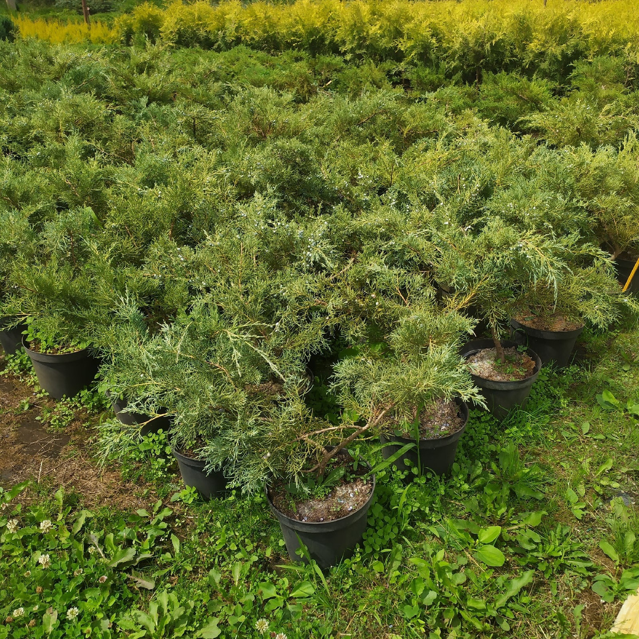 Можжевельник виргинский "Hetzii" (Juniperus virginiana) С7.5 - фото 2 - id-p210841683