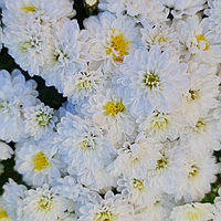 Хризантема мультифлора (бело- желтая) №6 , С3