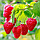 Малина Сладкая ягодка 10шт Гавриш, фото 2