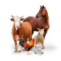 Животноводство и птицеводство