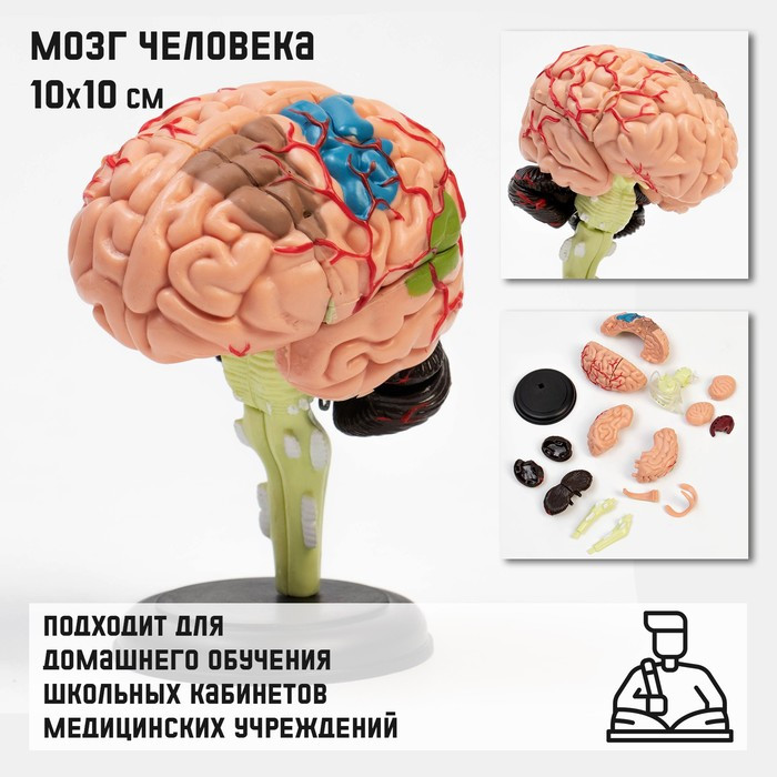 Макет "Мозг человека" разборный, 10*10 см - фото 1 - id-p211274702