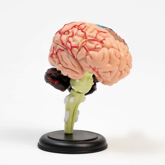 Макет "Мозг человека" разборный, 10*10 см - фото 2 - id-p211274702