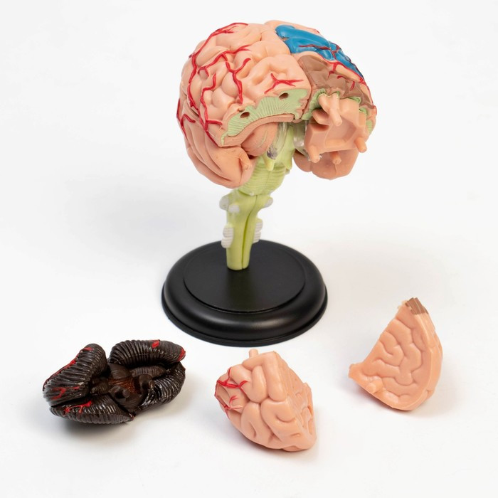 Макет "Мозг человека" разборный, 10*10 см - фото 3 - id-p211274702