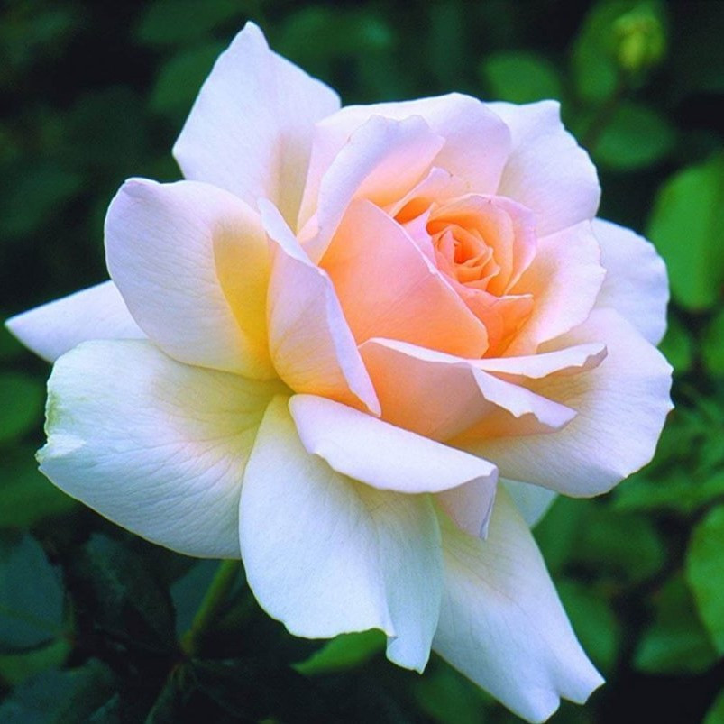 Роза чайно-гибридная "Чандос Бьюти", С3 - фото 3 - id-p171602326