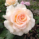 Роза чайно-гибридная "Чандос Бьюти", С3, фото 4