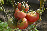 Томат "Картофельный малиновый",  20шт   "Сиб Сад", РФ, фото 2