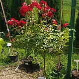 Роза на штамбе 120 см, С5, фото 2