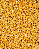 Замороженная кукуруза в зернах, фото 2