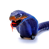 Змея радиоуправляемая «Королевская кобра», работает от аккумулятора, фото 7