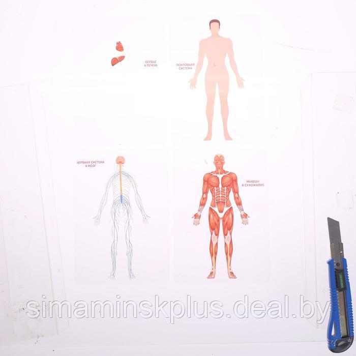 Набор для опытов «Строение человека», 10 обучающих карточек - фото 6 - id-p211543122