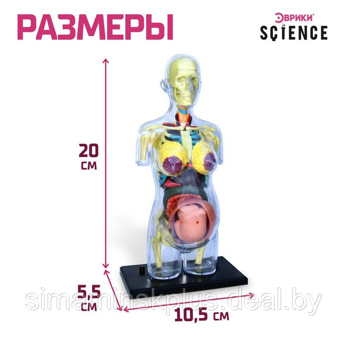Набор для опытов «Строение тела», беременная женщина - фото 3 - id-p211543129
