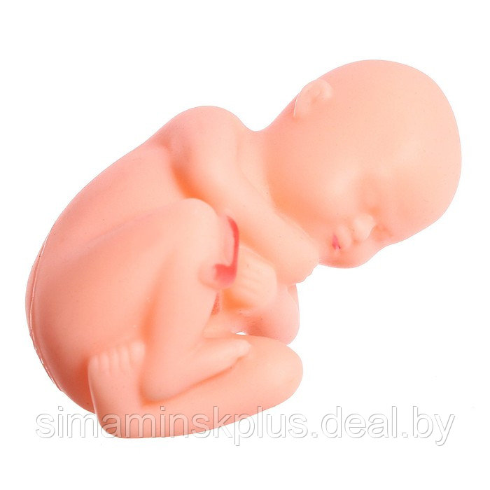 Набор для опытов «Строение тела», беременная женщина - фото 6 - id-p211543129