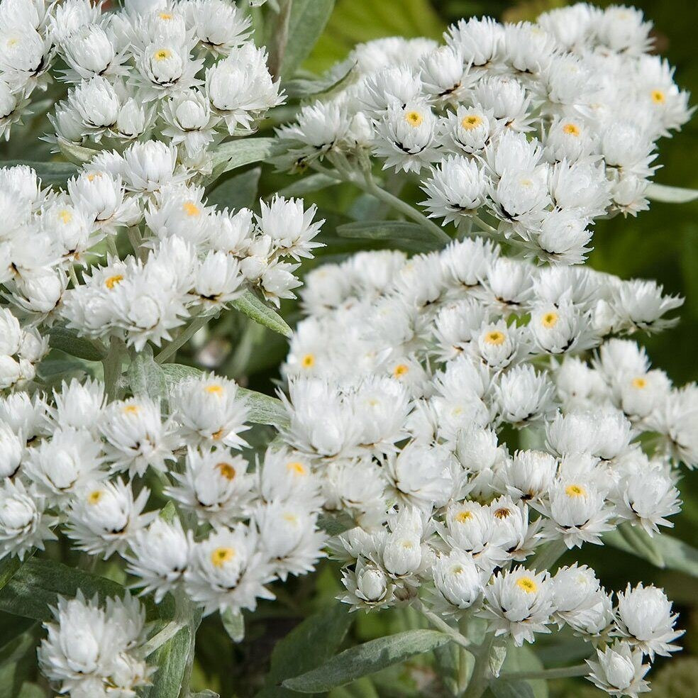 Анафалис жемчужный(Anaphalis margaritacea), Р9