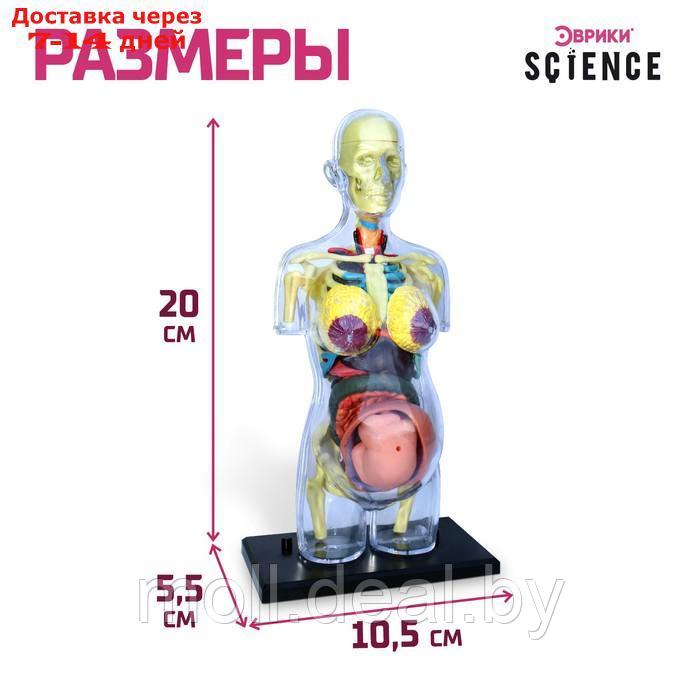 Набор для опытов "Строение тела", беременная женщина - фото 4 - id-p211706847