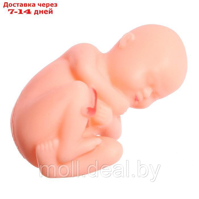 Набор для опытов "Строение тела", беременная женщина - фото 7 - id-p211706847