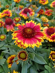 Гайлардия крупноцветковая Аризона Сан