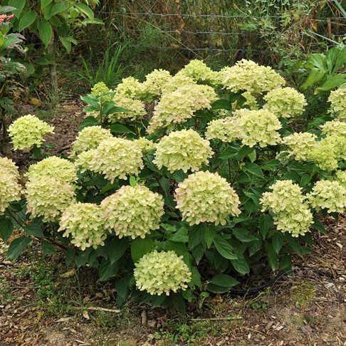 Гортензия метельчатая Литл Лайм (Hydrangea paniculata Little Lime) С2 - фото 1 - id-p211740336