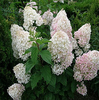 Гортензия метельчатая Сильвер Доллар (Hydrangea paniculata Silver Dollar) С2