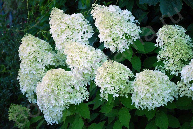 Гортензия метельчатая Сильвер Доллар (Hydrangea paniculata Silver Dollar) С2 - фото 3 - id-p211744103