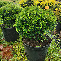 Туя западная "Danica" (Thuja occidentalis) C10