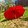Зонт-трость универсальный Arwood Полуавтоматический / деревянная ручка Красный, фото 2