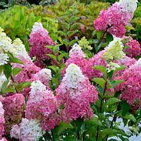 Гортензия метельчатая Фрайз Мельба (Hydrangea paniculata Fraise Melba) С2