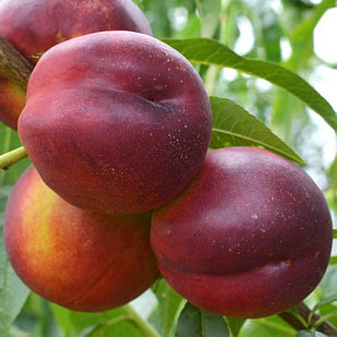 Нектарин Харко (Harco)