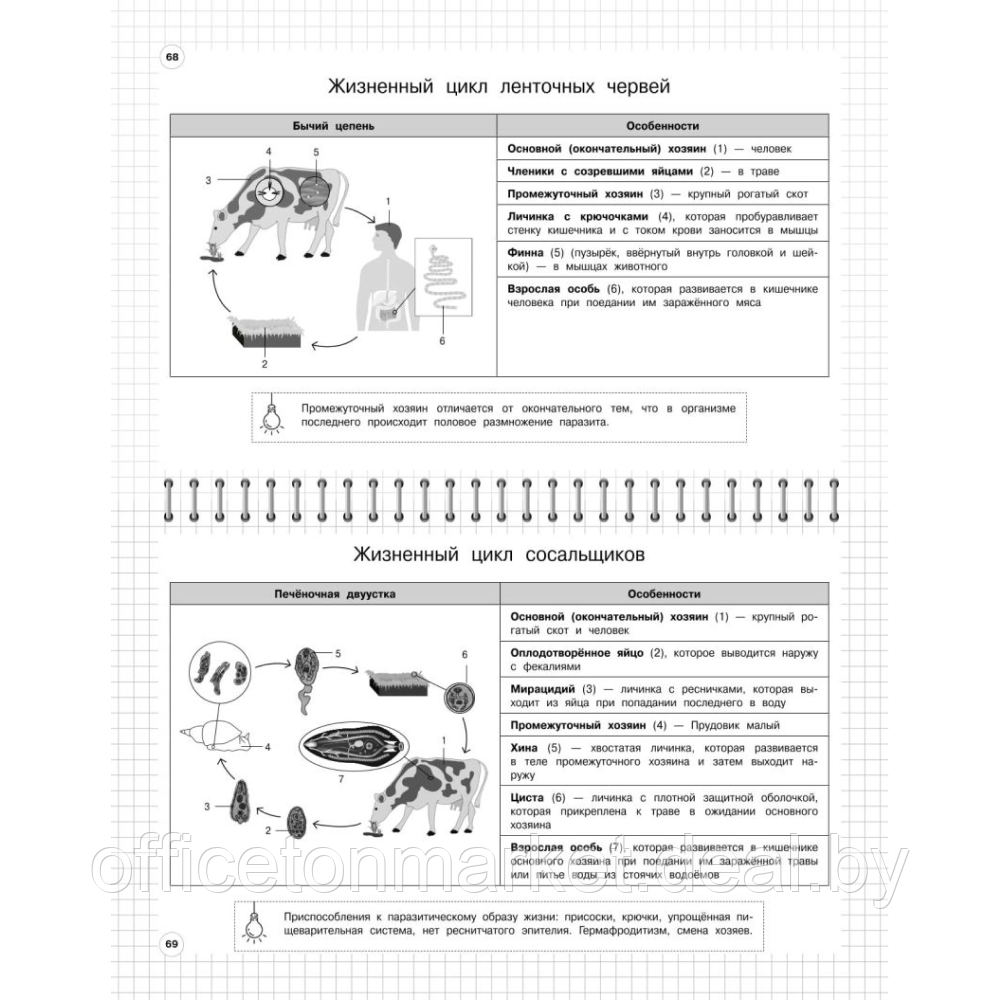 Книга "Школьный курс в наглядных таблицах. Биология: 5-11 классы", Мазур О., Никитинская Т. - фото 2 - id-p212220824