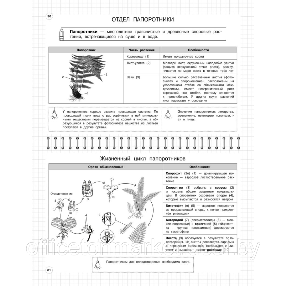 Книга "Школьный курс в наглядных таблицах. Биология: 5-11 классы", Мазур О., Никитинская Т. - фото 3 - id-p212220824