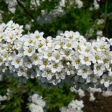 Спирея Вангутта (Spiraea Vanhouttei), Р9
