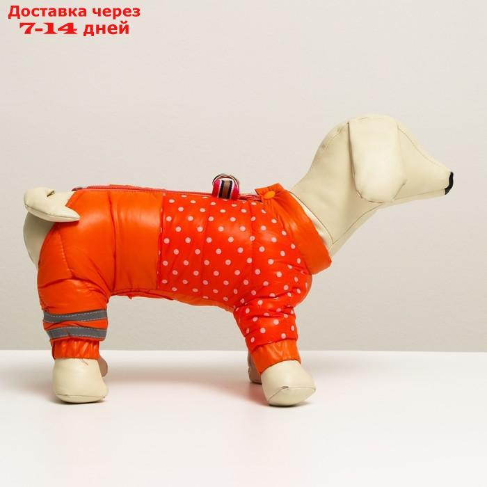 Комбинезон для собак "Горошек", размер 14 (ДС 32 см, ОГ 42 см, ОШ 31 см), красно-рыжая - фото 2 - id-p212677232