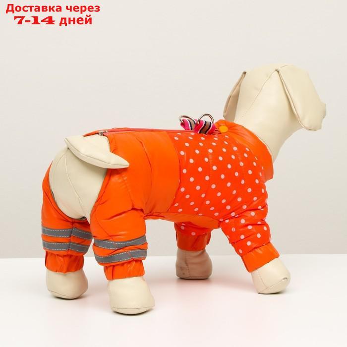 Комбинезон для собак "Горошек", размер 14 (ДС 32 см, ОГ 42 см, ОШ 31 см), красно-рыжая - фото 3 - id-p212677232