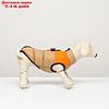 Куртка для собак на молнии, размер 8 (ДС 23 см, ОГ 30, ОГ 22 см), бежевая с оранжевым, фото 2