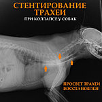 КОЛЛАПС ТРАХЕИ У СОБАКИ, ДИАГНОСТИКА И СТЕНТИРОВАНИЕ В МИНСКЕ.