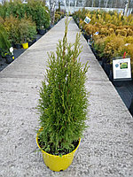 Туя западная Смарагд Витбонт (Thuja occidentalis Smaragd Witbont) 70-80 см