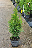 Туя западная Смарагд (Thuja occidentalis Smaragd) С3 выс. 40-90см