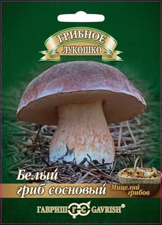 Мицелий грибов Белый гриб Сосновый 15мл Гавриш - фото 1 - id-p213098598