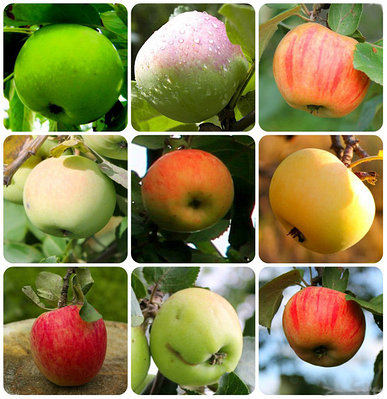 Яблони, яблони колоновидные