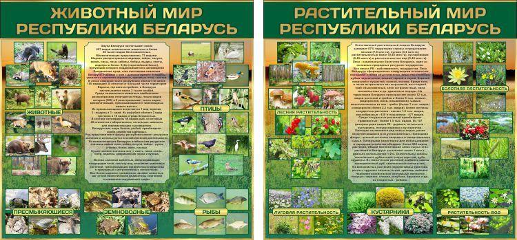 53 Стенд по биологии, биология, растительный и животный мир Республики Беларусь - фото 1 - id-p213154165