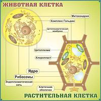 316 Стенд по биологии, биология, клетка