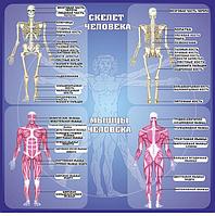 750 Стенд по биологии, биология, скелет человека