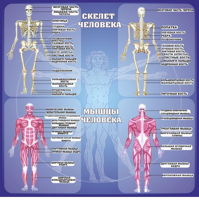 750 Стенд по биологии, биология, скелет человека - фото 1 - id-p213154197