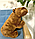 Детская мягкая игрушка антистресс капибара 20 см, плюшевые мягкие игрушки зверюшки обнимашки для детей, фото 3