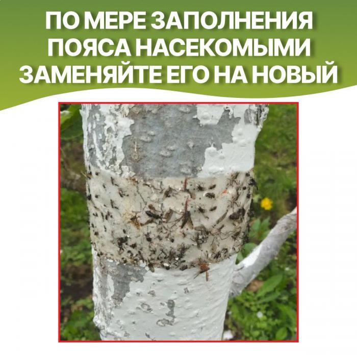 Ловчий пояс для деревьев от садовых вредителей муравьев ловушка защита от насекомых на цветах лента 5 метров - фото 6 - id-p212786124